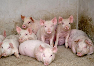 冬季如何预防猪流感，不容小觑20