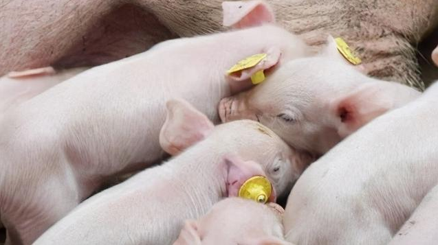 科学养猪有妙招：喂养才是大讲究16