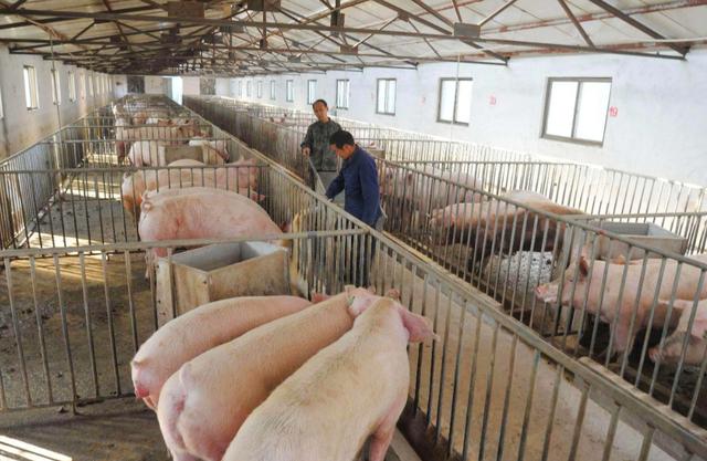 为什么在农村养猪的人越来越多，现在养猪的利润大不大？26
